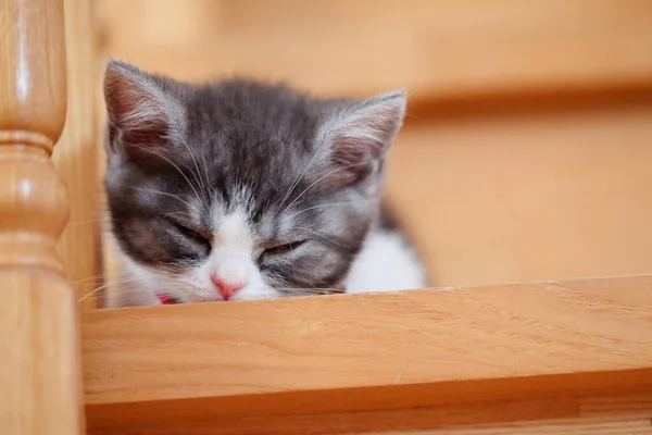 Aranyos Cica Lépcsőn Házban — Stock Fotó