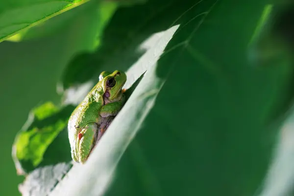 绿色的叶子上的树蛙 — 图库照片