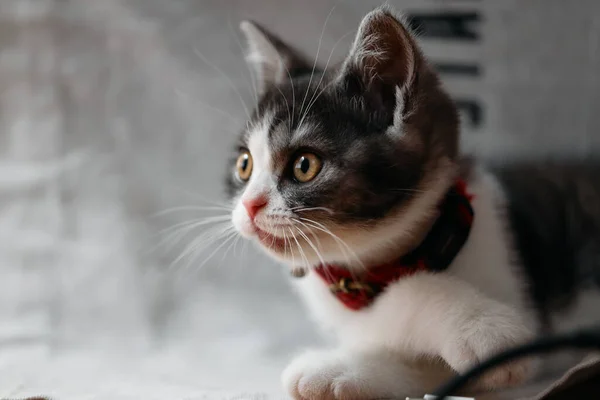 Aranyos Profil Egy Macska — Stock Fotó