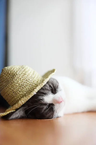 Hasır Şapkalı Bir Kedi — Stok fotoğraf