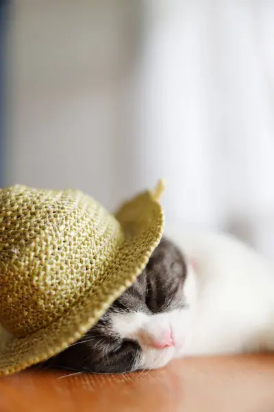 stock image cat wearing a straw hat