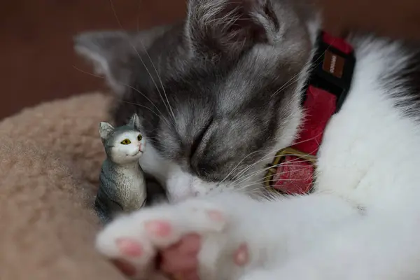 Schlafende Katze Und Katzenfigur — Stockfoto