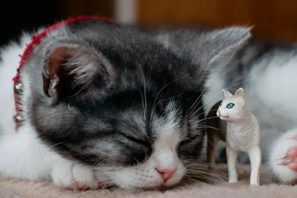 Sovande Katt Och Katt Figur — Stockfoto