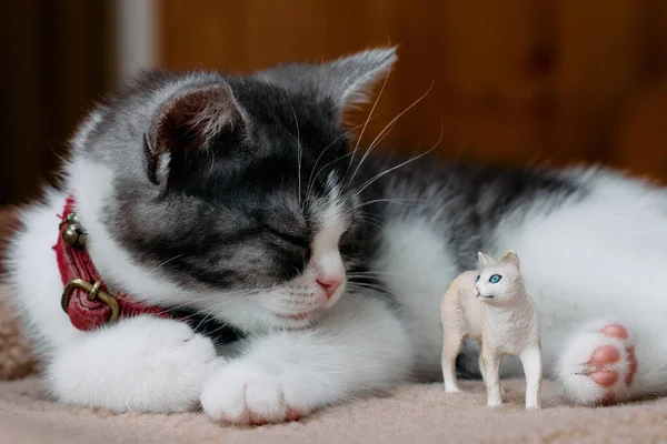 고양이와 고양이의 — 스톡 사진