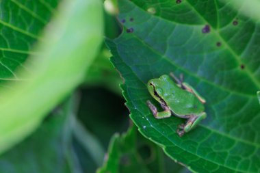 Tarih yaprak yeşil ağaç kurbağası