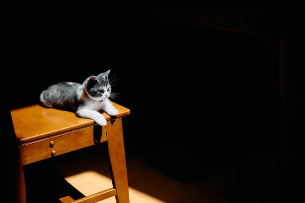 可爱的小猫在阳光下 — 图库照片