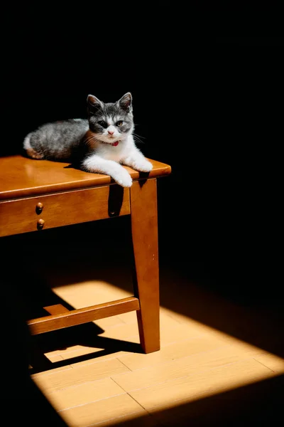 Roztomilé Kotě Světle — Stock fotografie