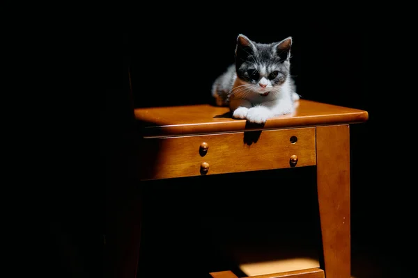 Söpö Kissanpentu Valossa — kuvapankkivalokuva