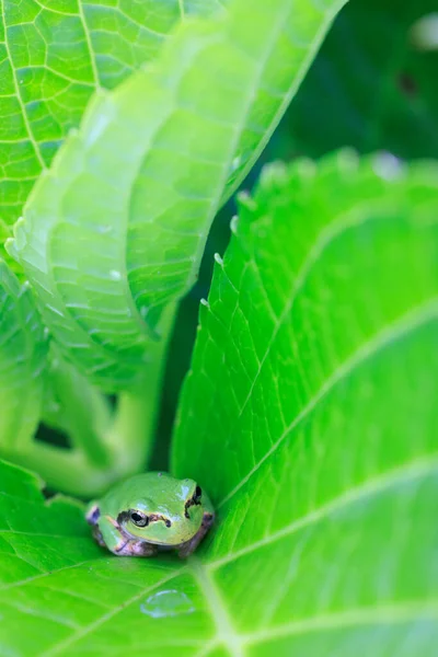 Tree Frog Groen Blad — Stockfoto
