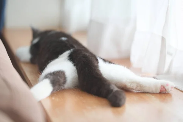 Kot Śpi Rozłożonymi Nogami — Zdjęcie stockowe