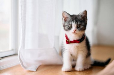 Pencerenin yanındaki sevimli kedi yavrusu.