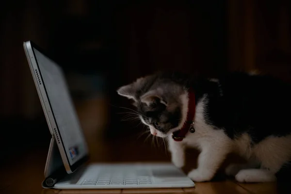 Munchkin Kitten Looking Tablet — Stock Photo, Image