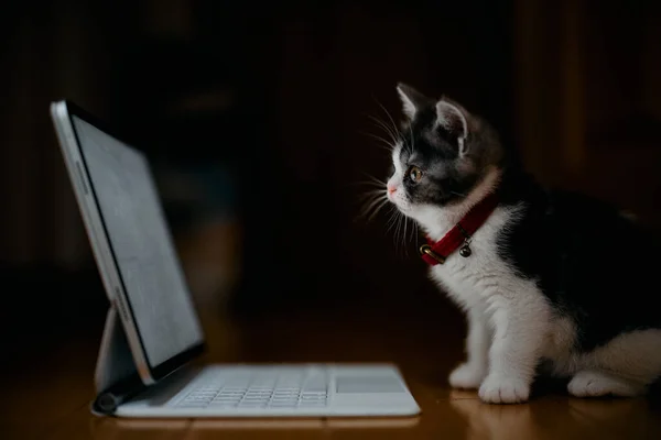 Munchkin Kitten Looking Tablet — Stock Photo, Image
