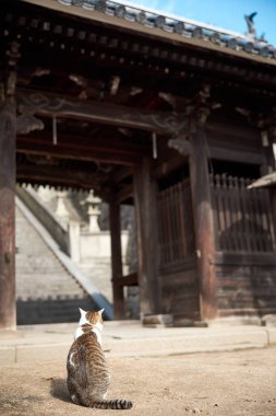 stray cat in onomichi hiroshima