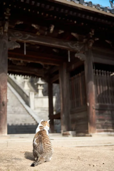 Stray Cat Onomichi Hiroshima — Foto de Stock