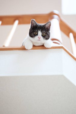 kedi ikinci katta.