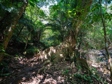 büyük ağaç Iriomote Adası