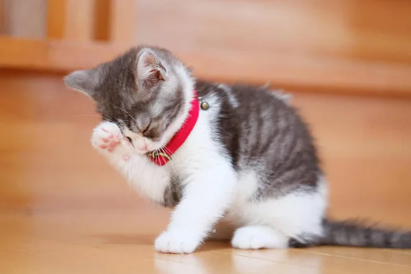 Kedi Yavrusu Evde Yüzünü Yıkıyor — Stok fotoğraf