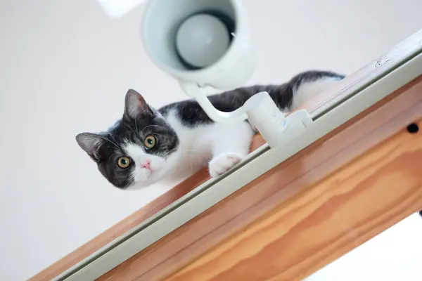 cat seen from top of beam