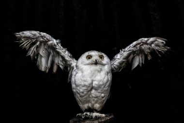 Siyah arkaplanda beyaz baykuş