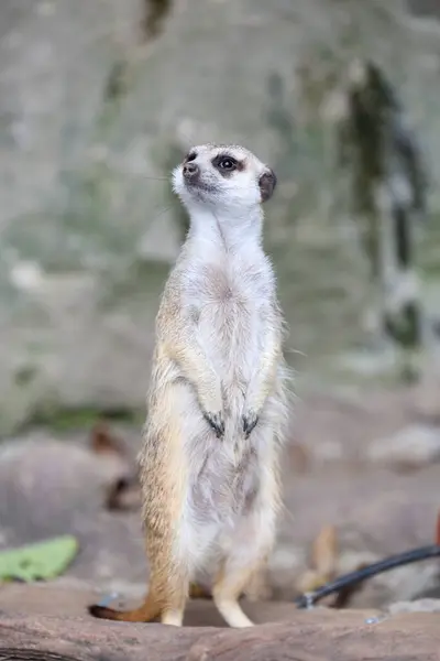 Meerkat Debout Dans Zoo Japon — Photo