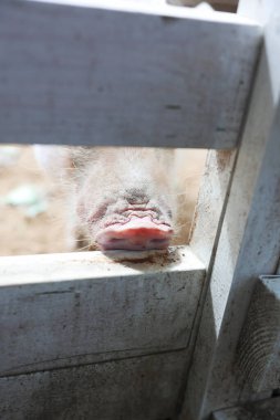 Domuzun burnu çitten görülebiliyor.