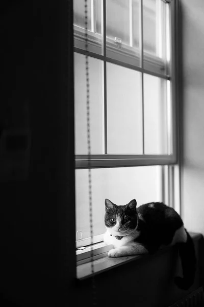 Pencerenin Yanında Bir Kedi — Stok fotoğraf