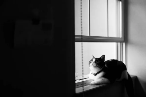 Katt Nära Fönstret — Stockfoto