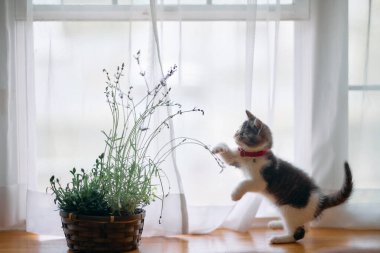 Şirin kedi yavrusu ve lavanta çiçeği