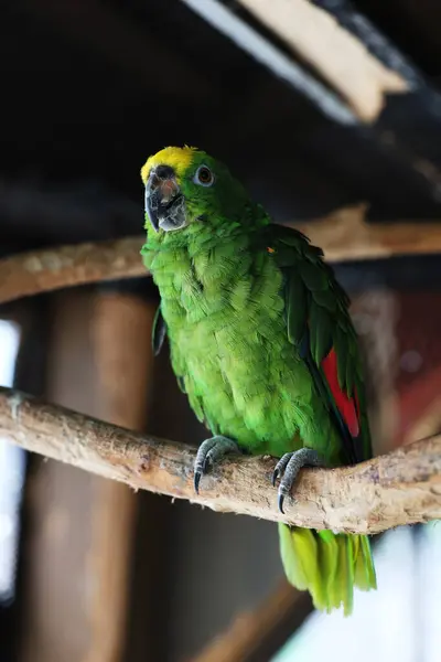 Зелёный Попугай Японском Зоопарке — стоковое фото