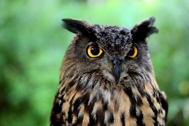 Yeşil ormanda bir baykuş