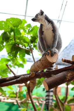 Halka kuyruklu lemur fotoğrafı