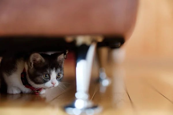 cat hiding under the chair