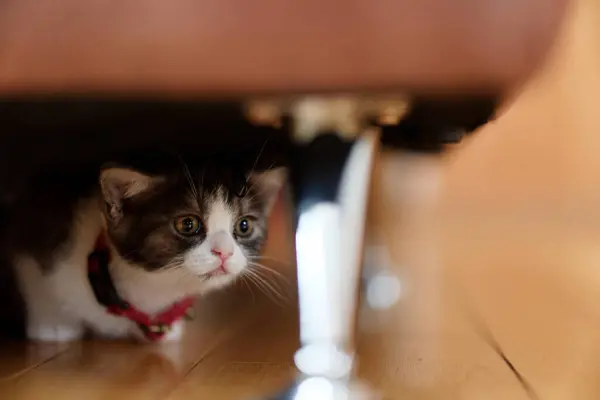 椅子の下に隠れている猫 — ストック写真