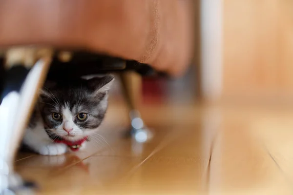 숨어있는 고양이 — 스톡 사진