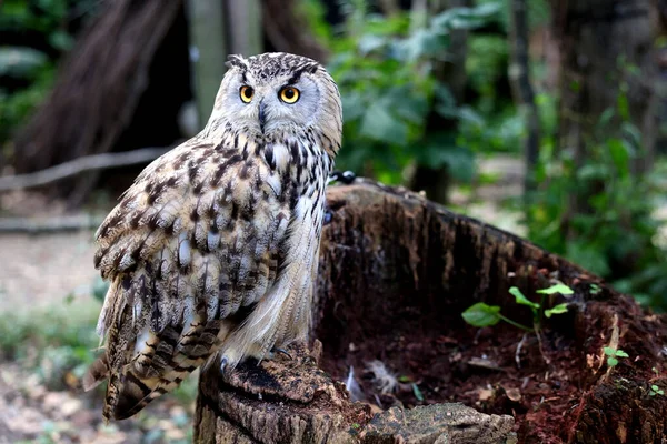 one owl in green forest