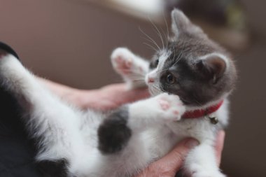 Sahibi küçük kedi yavrusuna dokunuyor.