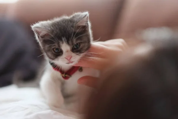 Eigenaar Aanraken Schattig Munchkin Kitten — Stockfoto