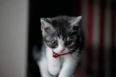Odadaki sevimli kedi yavrusu.