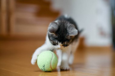 Minik kedi yavrusu topla oynuyor.
