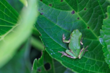 Tarih yaprak yeşil ağaç kurbağası