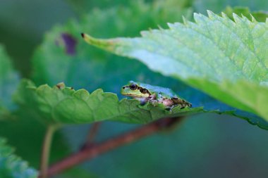 Tarih yaprak yeşil ağaç kurbağası