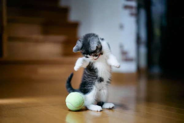Munchkin Kitten Spelen Met Bal — Stockfoto