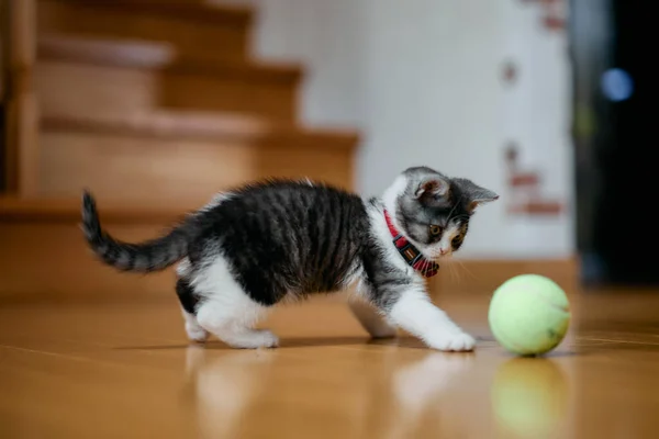 munchkin kitten play with ball