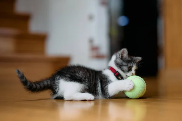 Munchkin Kitten Play Ball — Stock Photo, Image