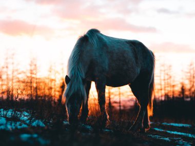  Hokkaido 'da at ve gün doğumu
