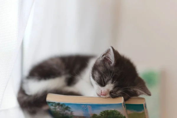かわいい子猫ちゃん家で寝て — ストック写真