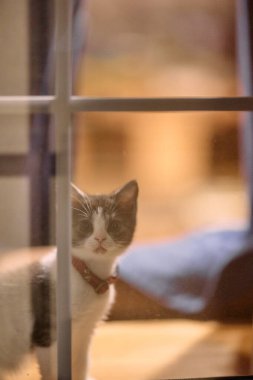 Pencerenin yanındaki sevimli kedi yavrusu.