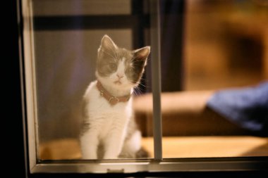 Pencerenin yanındaki sevimli kedi yavrusu.
