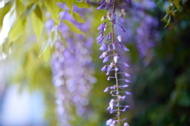 Bahar Japonya 'sında Wisteria çiçek açar